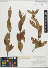 Foto von Salix pentandra L.